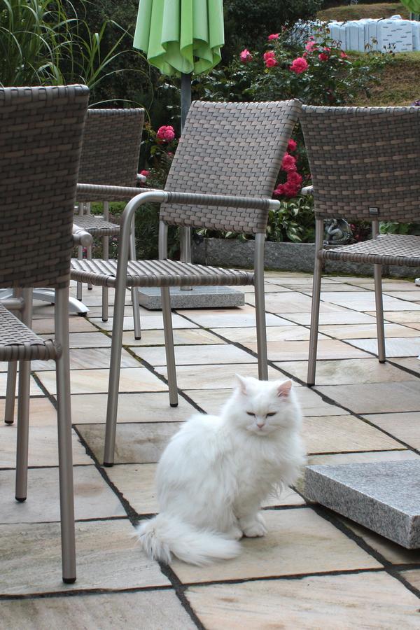 Hotel Garni Regina Gossweinstein Εξωτερικό φωτογραφία